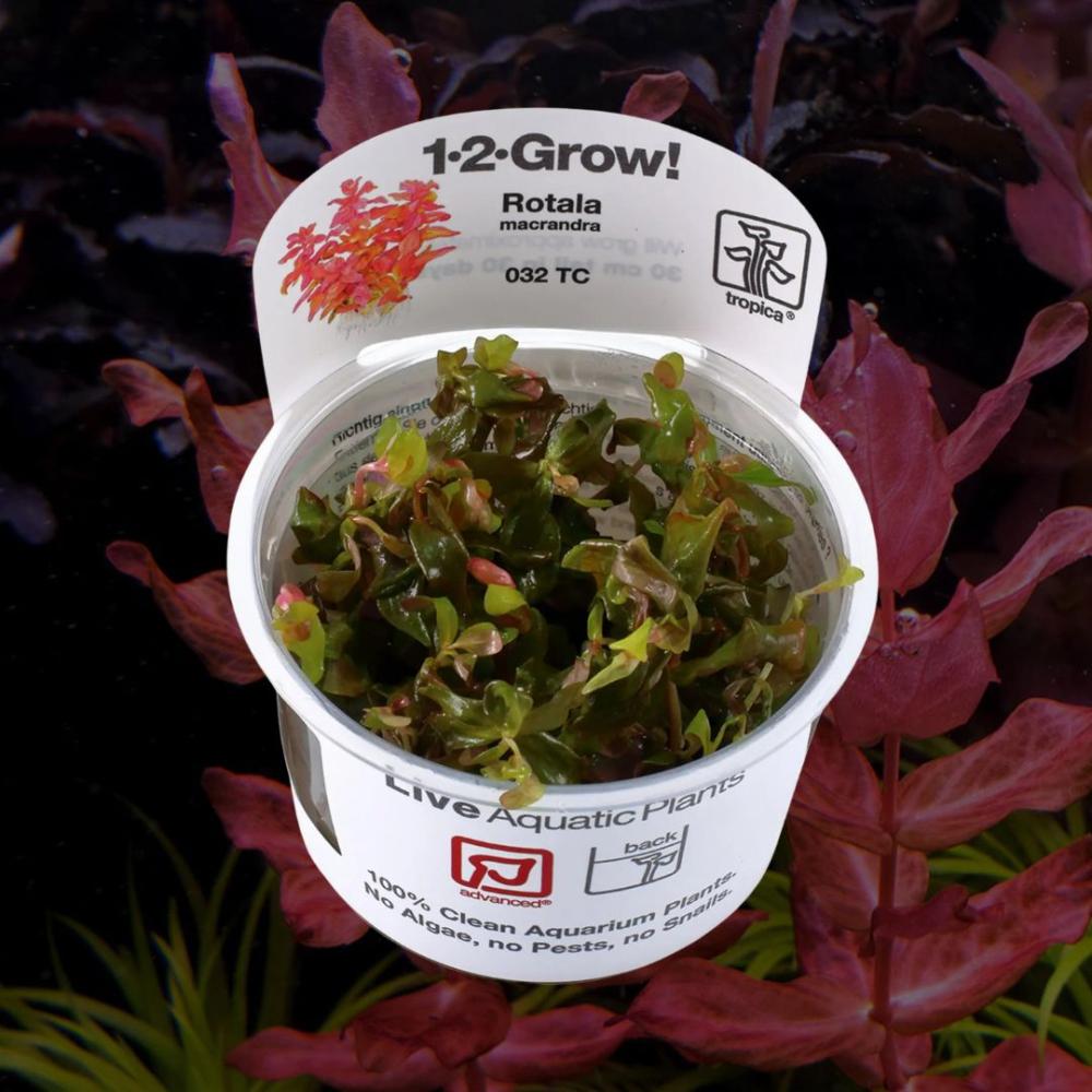 Rotala macrandra 1-2-Grow!