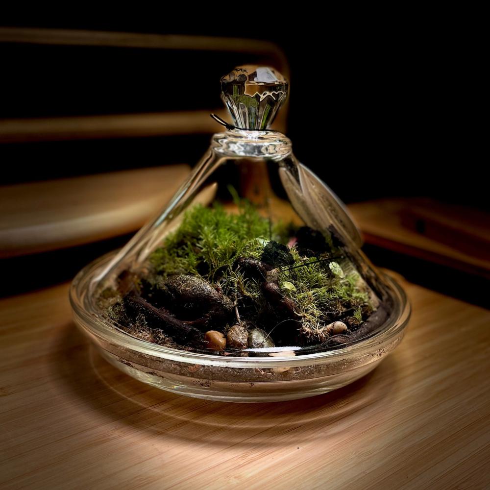 Live terrarium 12