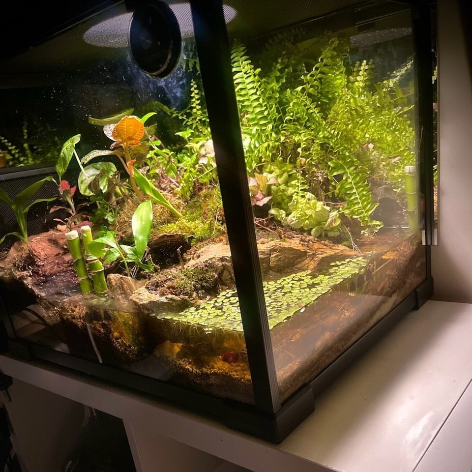 بلوداريوم paludarium