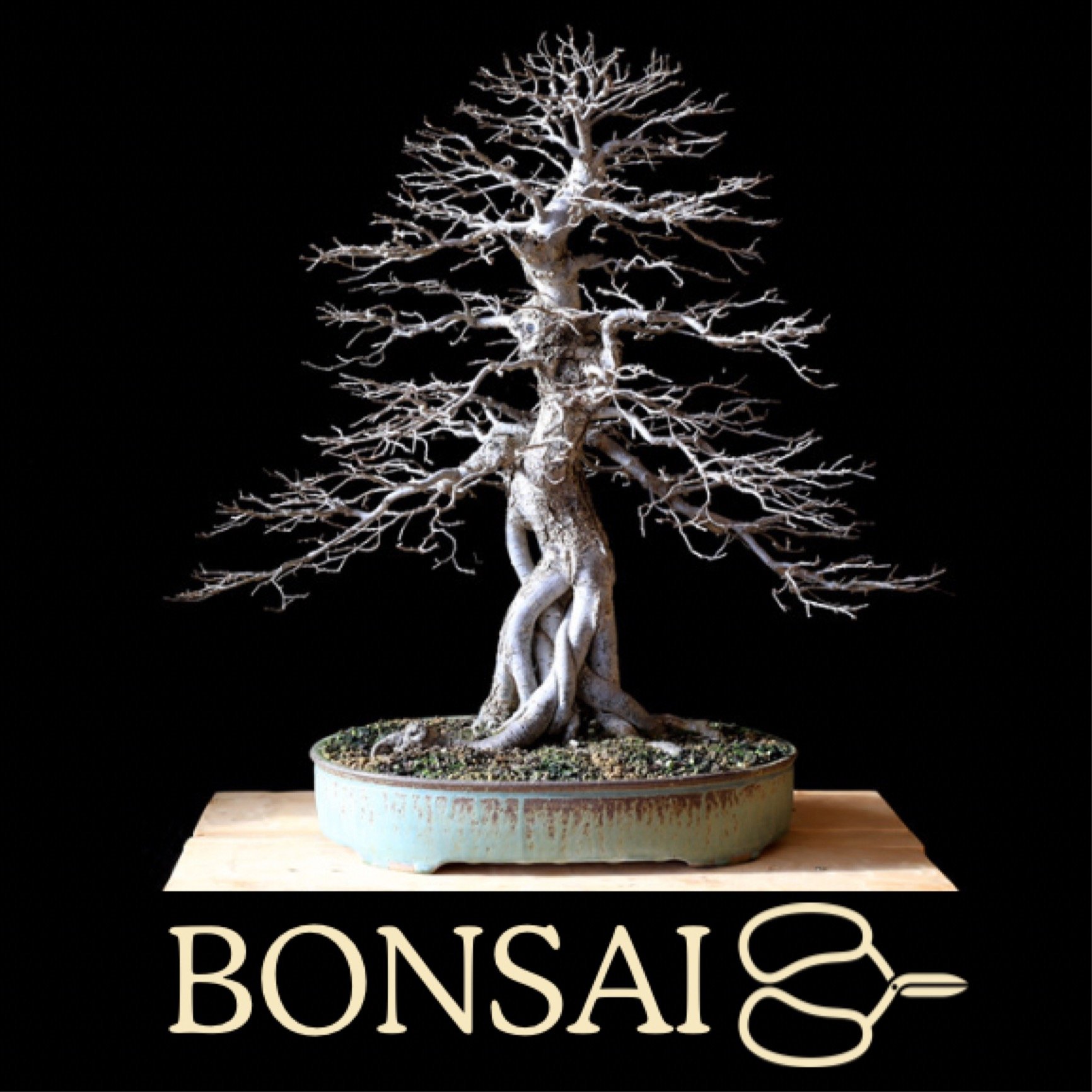 Bonsai