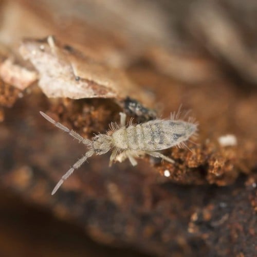 Tropical White Springtails (Collembola sp.)