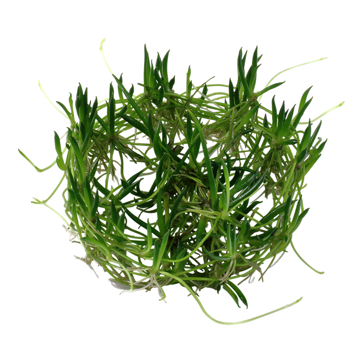 Littorella uniflora