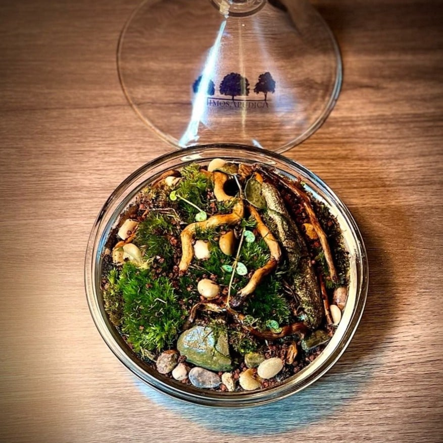 Terrarium