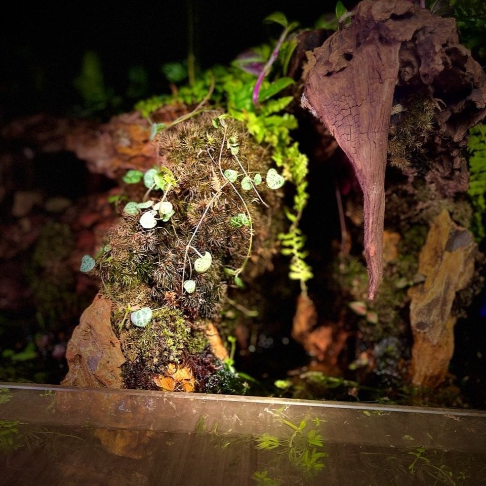 بلوداريوم paludarium