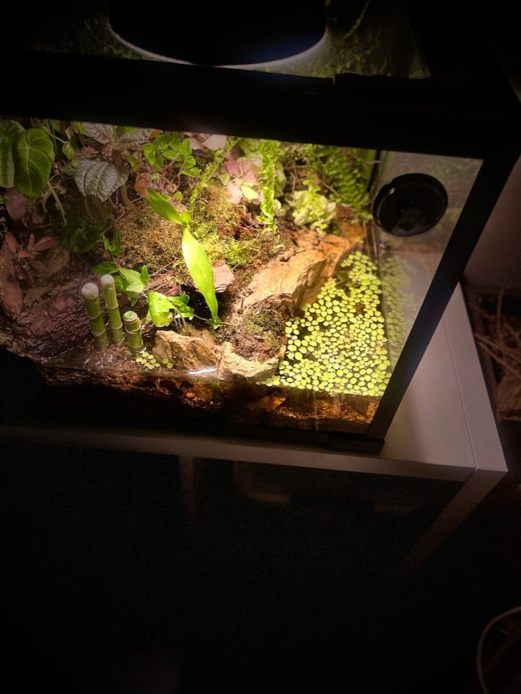 بلوداريوم paludarium