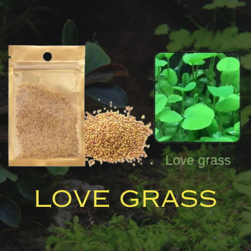 Love grass