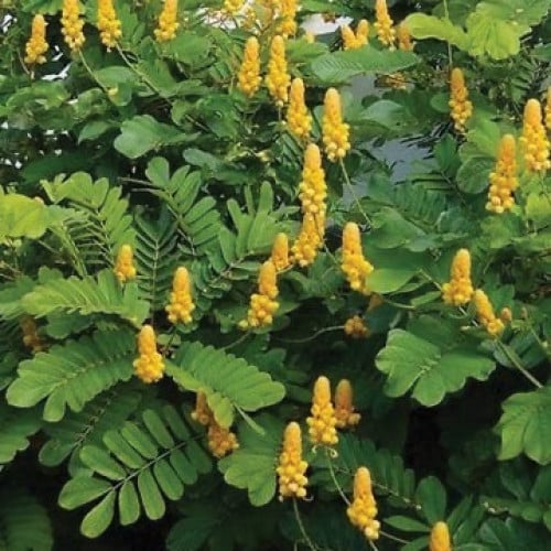 سنا الاتا(عضوي) 30 بذره