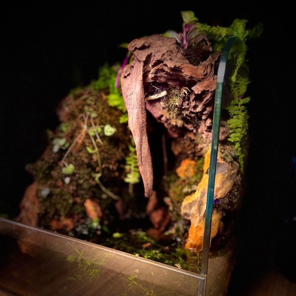 بلوداريوم paludarium