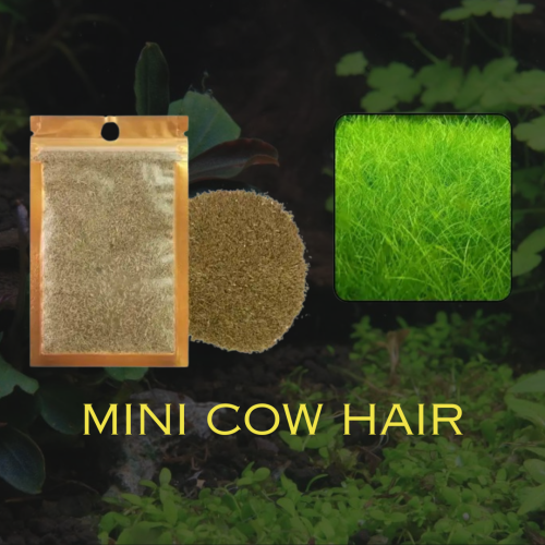 Mini cow hair