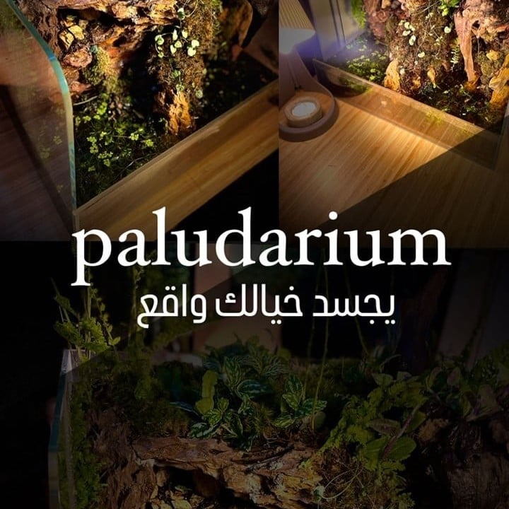بلوداريوم paludarium
