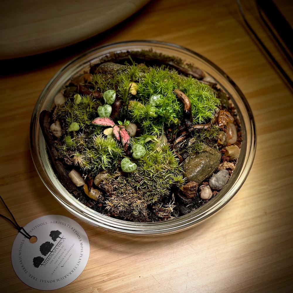 Live terrarium 12