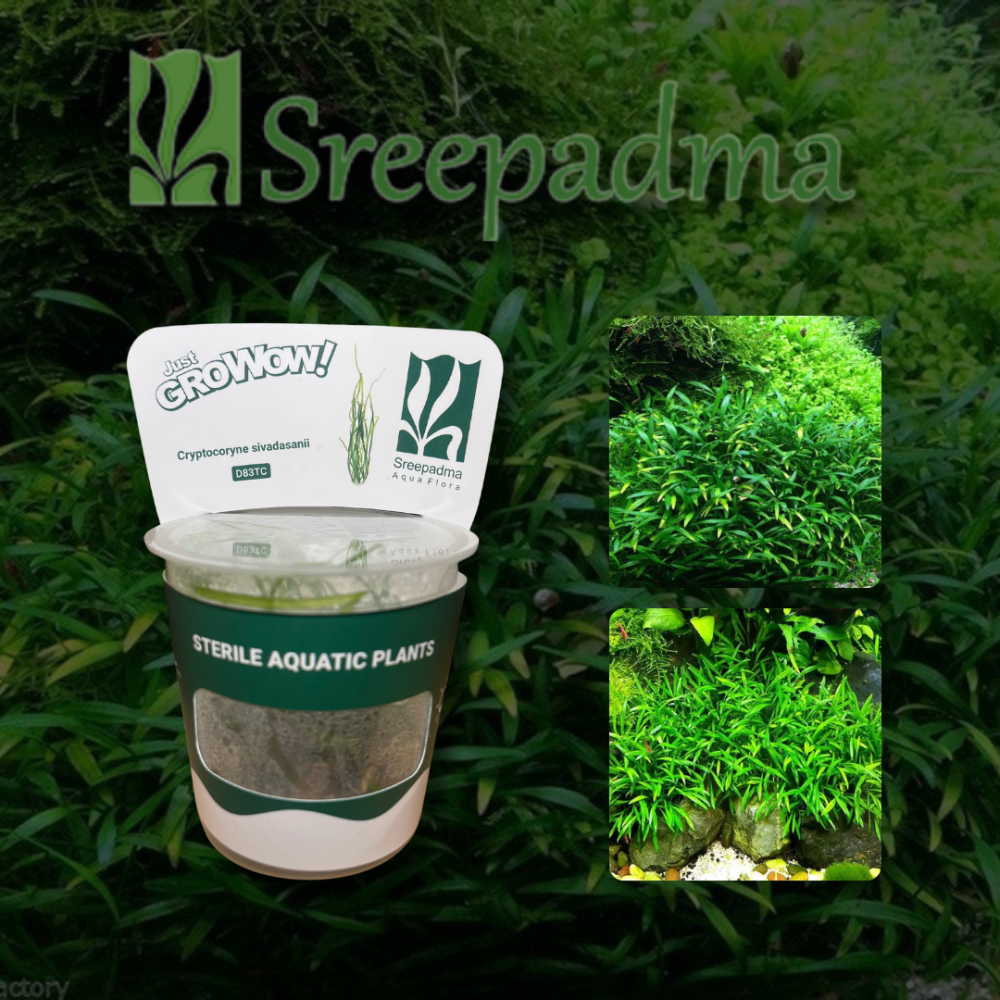 Cryptocoryne Sivadasanii TC Cup - متجر ميموسا بوديكا
