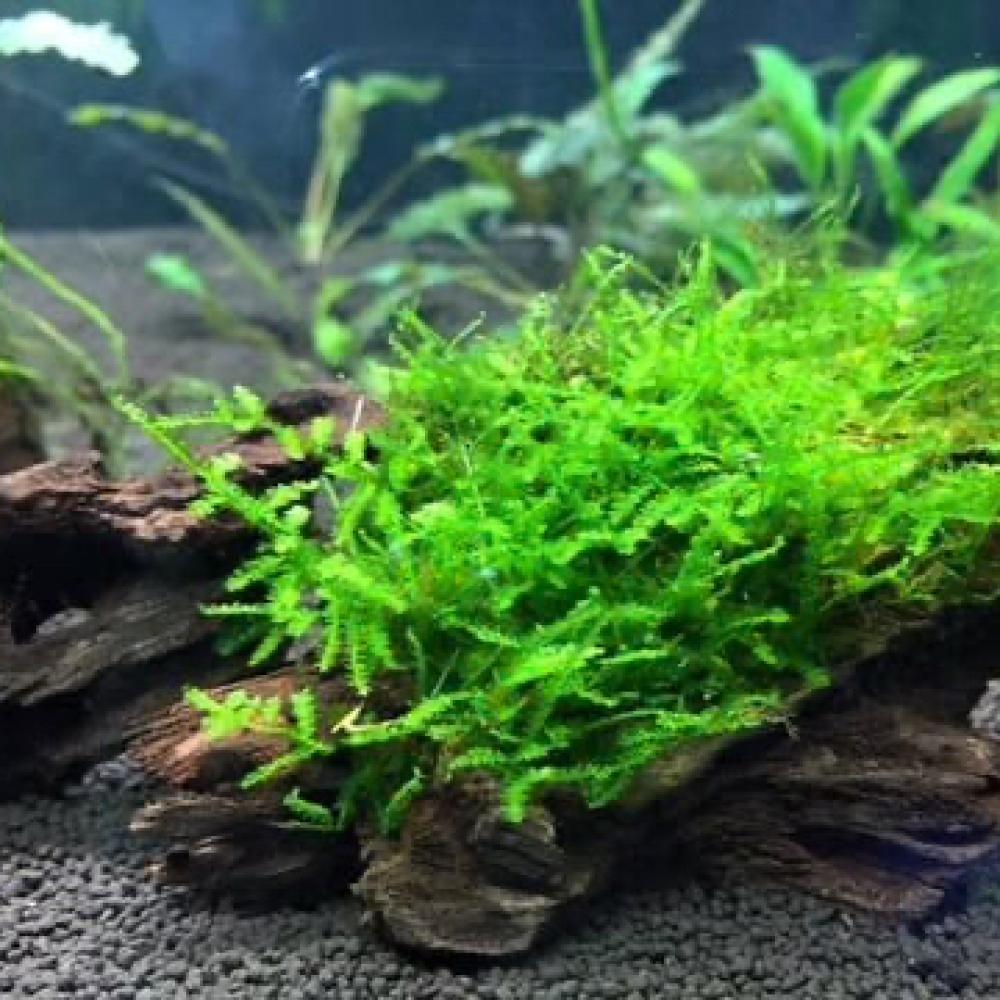 Vesicularia montagnel Ohristmas Moss*