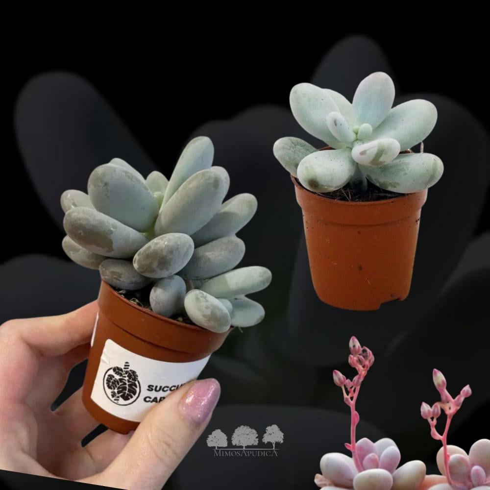 Pachyphytum oviferum – نبتة عصارية بيضية الشكل (حجم 0.20 لتر / ارتفاع 10 سم)