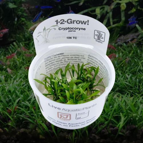 Cryptocoryne parva 1-2-Grow!