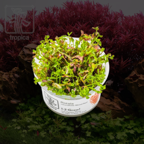 Rotala rotundifolia 'Blood Red'