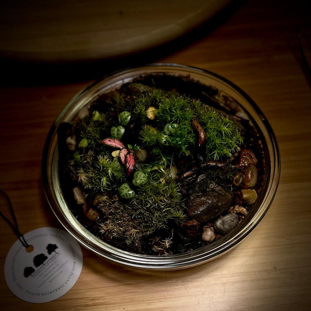 Live terrarium 12