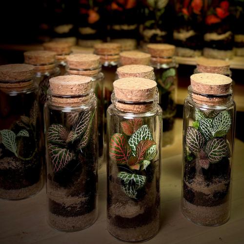 Terrarium 14