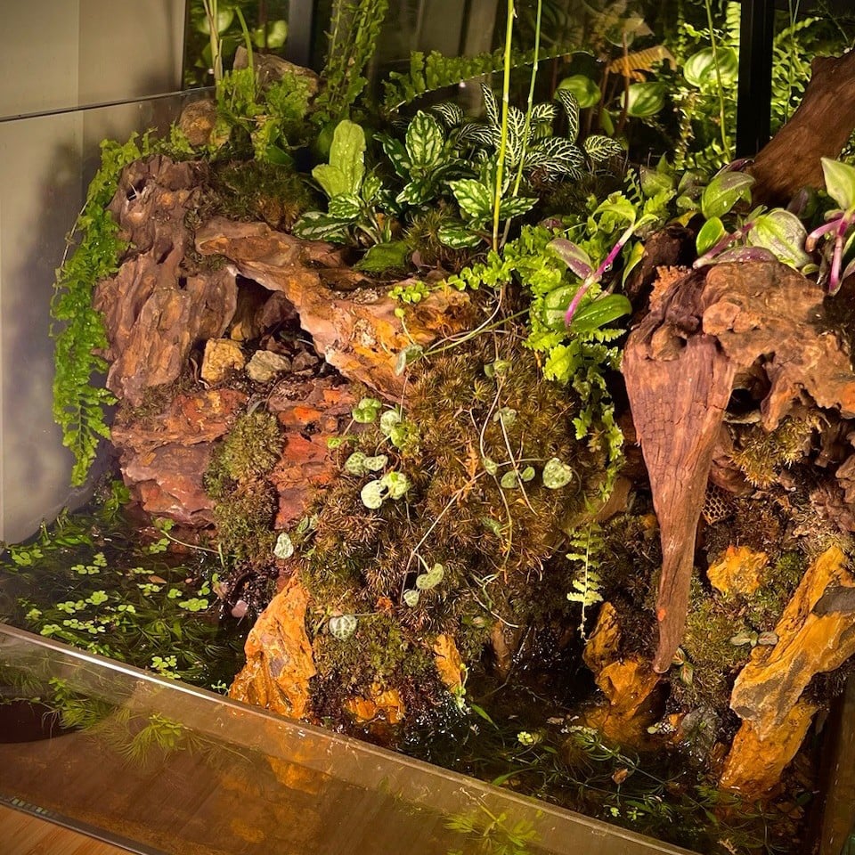 بلوداريوم paludarium