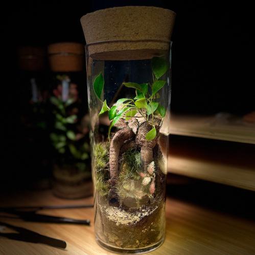 Bonsai-terrarium 3