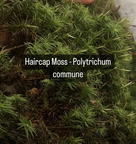 Haircap Moss16cm - Polytrichum commune