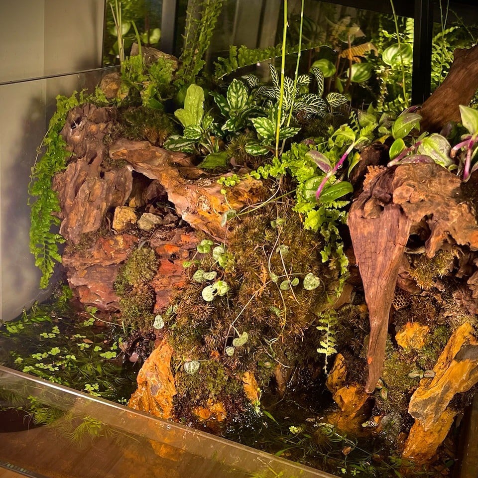 بلوداريوم paludarium