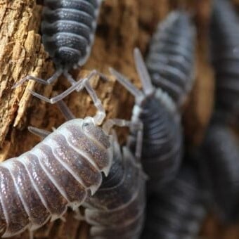 مجموعة 30 من الـ Isopods (Porcellio Laevis) – فريق...