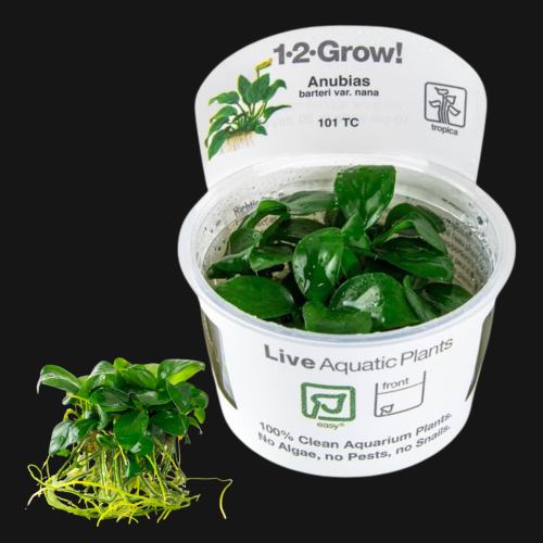 Anubias barteri nana - mimosa pudica