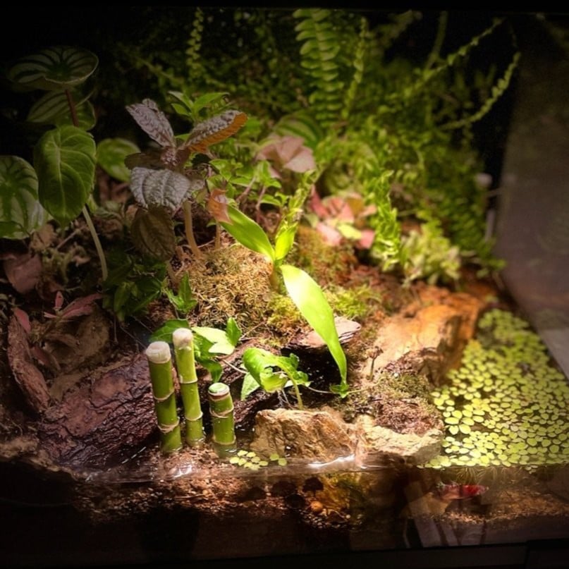 بلوداريوم paludarium