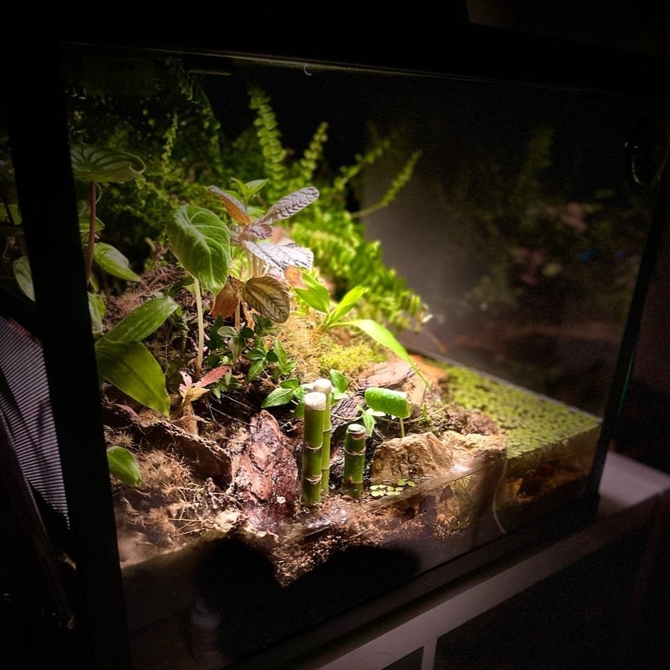 بلوداريوم paludarium
