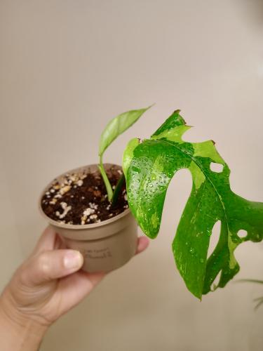 monstera ginny variegated