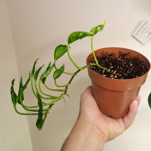 ابيبريمنيوم شانغري لا - Epipremnum Shangri la