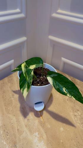 Epipremnum pinnatum albo variegata, Rarität