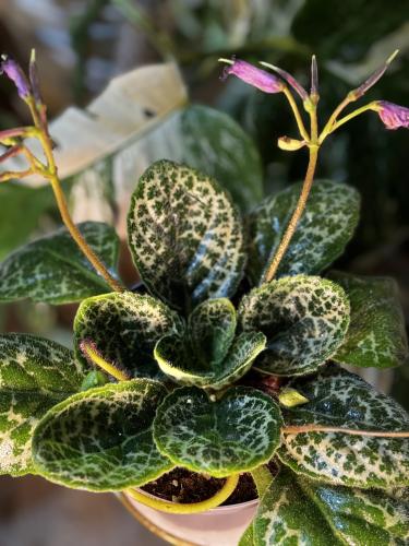 streptocarpus pretty turtle