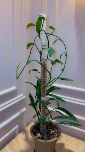 Epipremnum