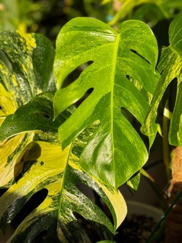 MONSTERA DELICIOSA AUREA