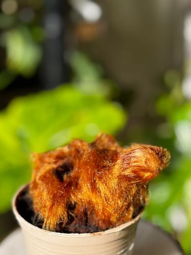 GOLDEN CHICKEN FERN