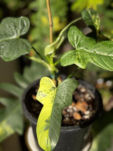 Philodendron Violin Variegated