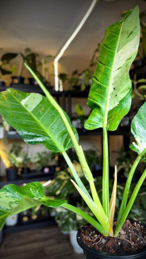 PHILODENDRON ORLANDO Variegated -