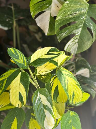 Calathea 'Golden Mosaic'