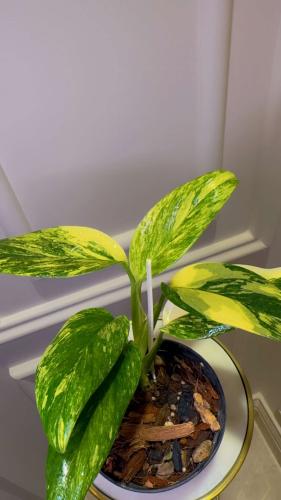 monstera standleyana aurea