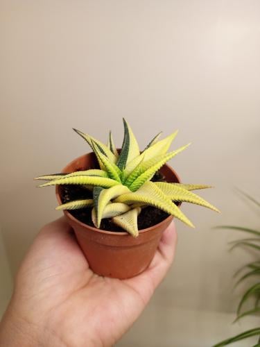 Haworthiopsis limifolia Two colors