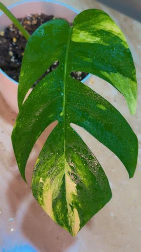 Epipremnum Pinnatum Yellow Variegated - ابيبريمنيو...