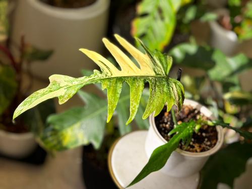 PHILODENDRON FLORIDA X TO