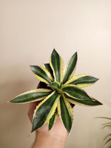 Agave lophantha 'Quadricolor