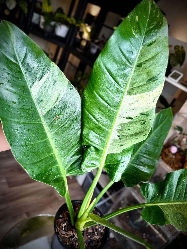 PHILODENDRON ORLANDO Variegated -