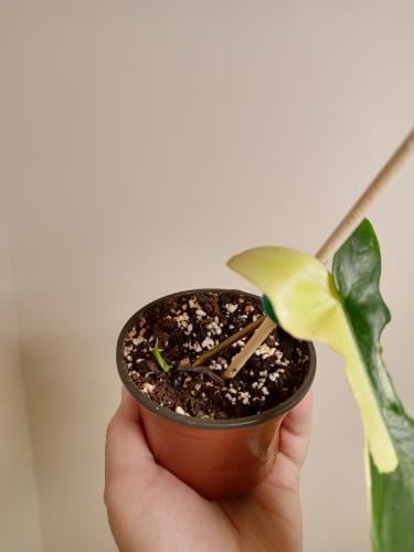 فيلوديندرون فلوريدا بيوتي - Philodendron Florida B...