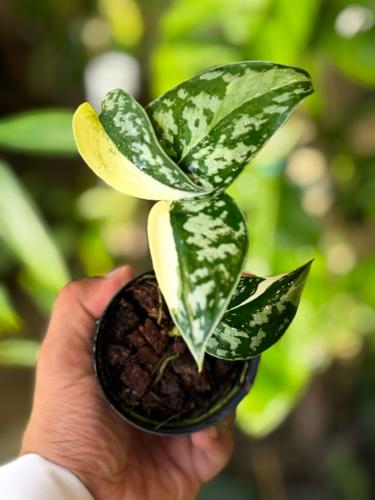 SCINDAPSUS MAYAREN