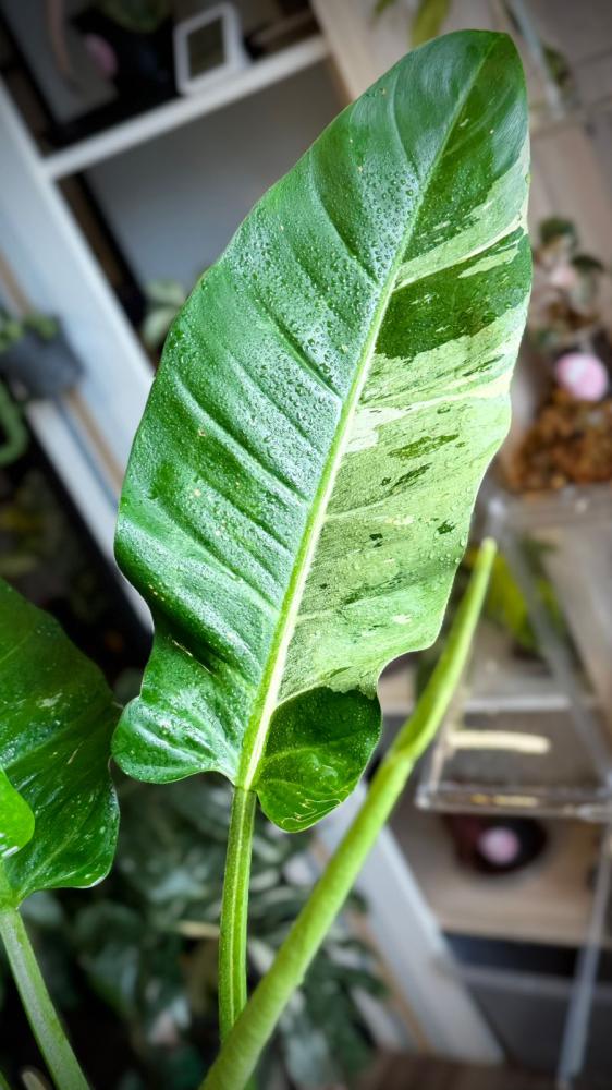PHILODENDRON ORLANDO Variegated -