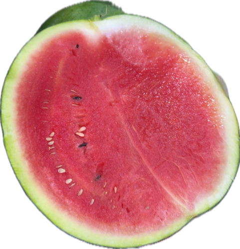 حبحب مصري فاخر